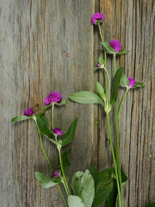 GOMPHRENA  PURPLE